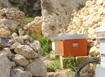 beehives-2-4-15-benny