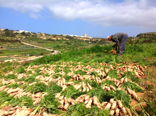 carrot-harvest-benny-1