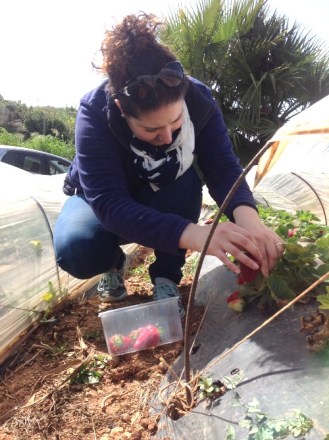 strawberry-harvest-april-jeanette