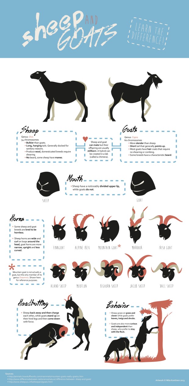 sheep_and_goats__learn_the_difference_by_the_vol-d5vd513