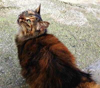 Pejxina RIP 2 resized.jpg