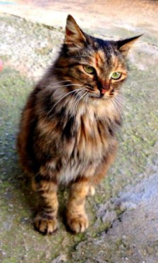 pejxina-rip-no-1-resized