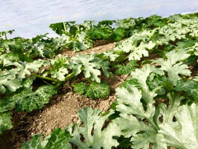 ta-bona-farm-netting