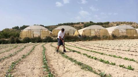 ta-bona-manual-weeding