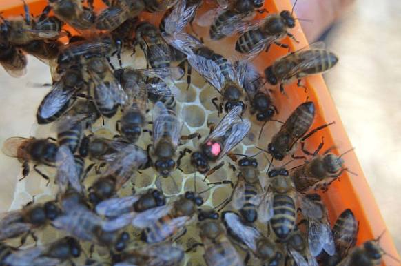 21768530_1775737452718619_8347387450542044943_o