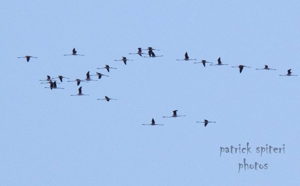 22041949_1493163927397054_6474749489516436046_o