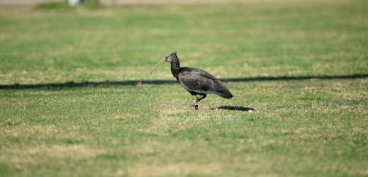 22519768_10154798323746160_6298258450164954197_o