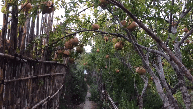 rummien nixxiegha xita.gif