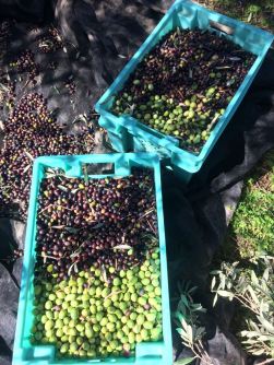 WhatsApp Image 2017-11-13 at 23.15.01