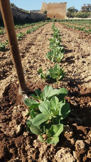 27709522_899271206914201_6678566549119699423_o