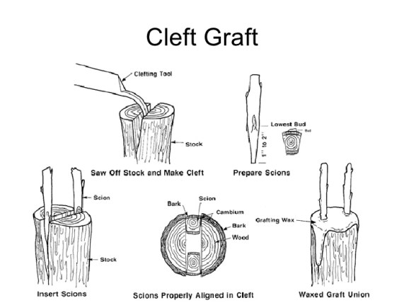 grafting-6-728